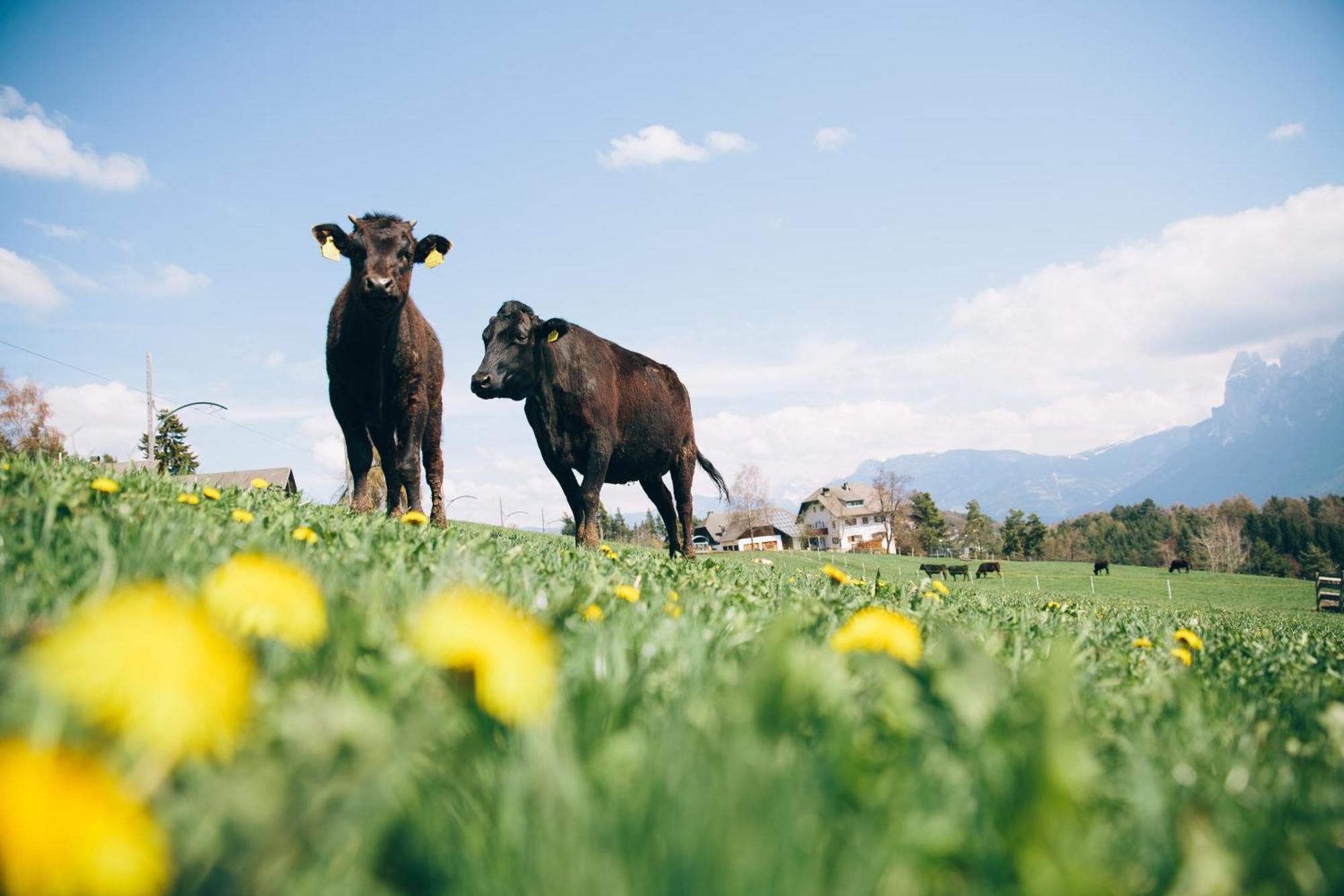Alpin Farm Birke - Oberweidacherhof كولابو المظهر الخارجي الصورة