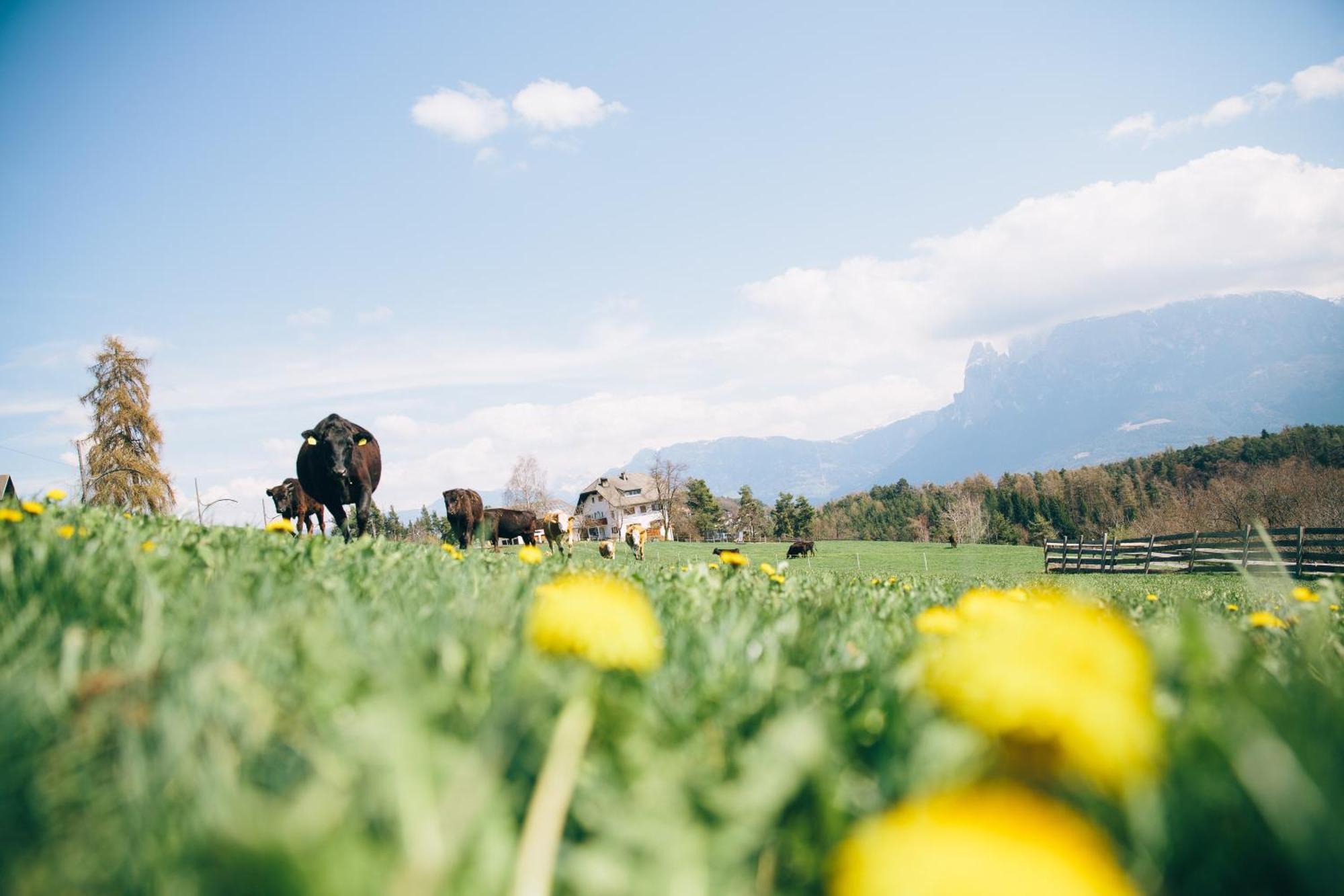 Alpin Farm Birke - Oberweidacherhof كولابو المظهر الخارجي الصورة